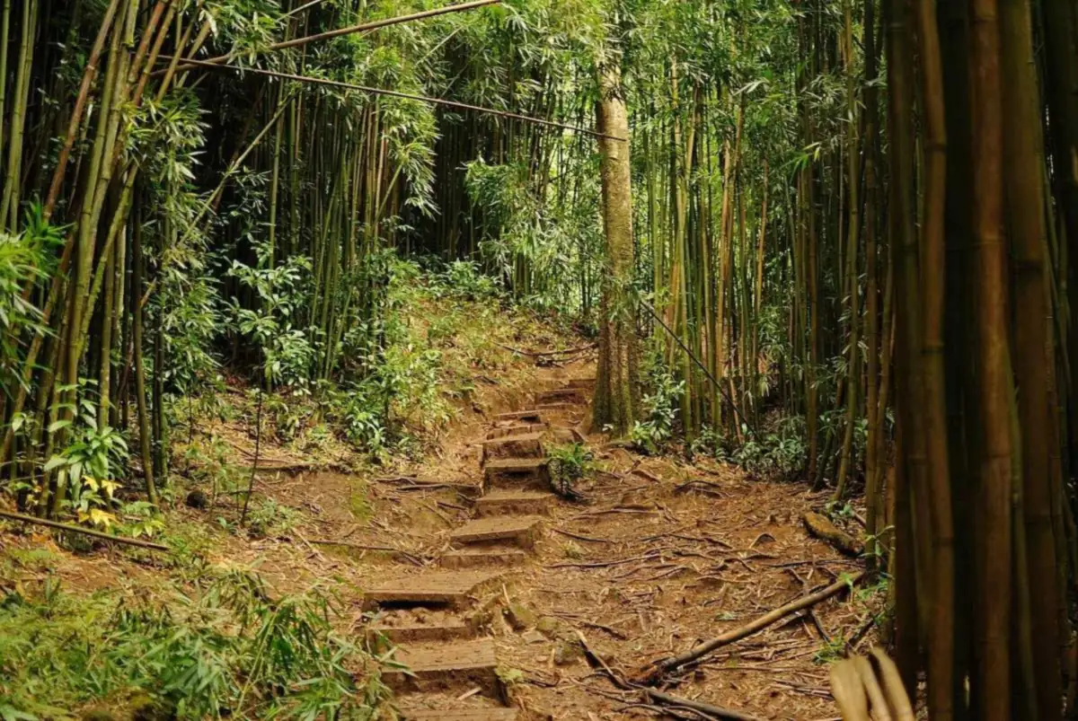 Manoa Falls parking guide: the bamboo forest steps on the Manoa Falls Trail, Oahu