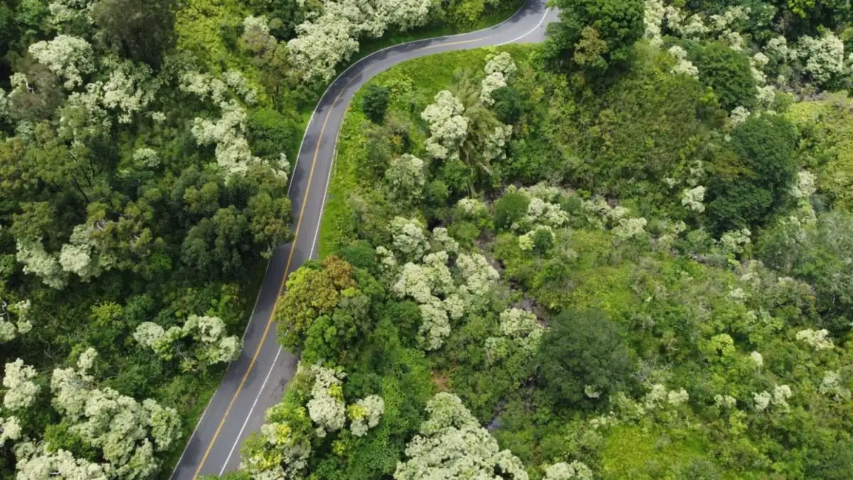 A narrow road winding through dense green foliage near Haiku on Maui's north shore, along the Road to Hana corridor